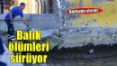 İzmir Körfezi'nde balık ölümleri sürüyor