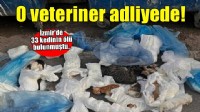 İzmir'de 33 kedinin ölü bulunmuştu... Gözaltına alınan veteriner adliyede!