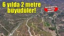 İzmir'de 6 yıl önce yanan ormanlık alana dikilen fidanlar 2 metreye ulaştı