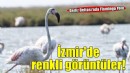 İzmir'de 'Flamingo Yolu' turu renkli görüntülere sahne oluyor