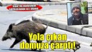 İzmir'de domuza çarpan motosikletin sürücüsü öldü
