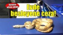 İzmir'de evinde yılan besleyen kişiye ceza!