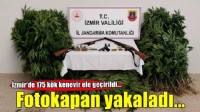 İzmir'de fotokapana yakalanan uyuşturucu yetiştiricisi tutuklandı