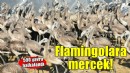 İzmir'de halkalanan yavru flamingolar takip edilecek