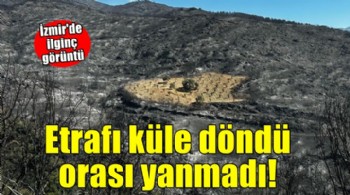 İzmir'de ilginç görüntü... Etrafı küle döndü, orası yanmadı!
