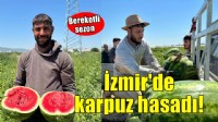 İzmir'de karpuz hasadı başladı
