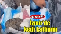 İzmir'de kedi katliamı... 33 can gitti!
