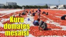 İzmir'de kuru domates mesaisi...