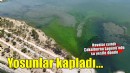 İzmir'de lagünü deniz yosunları kapladı