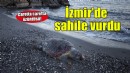 İzmir'de ölü caretta caretta sahile vurdu