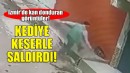 İzmir'de vahşet... Kediye keserle saldırdı!