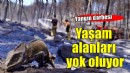 İzmir'de yangın darbesi... Sürüngenlerin yaşam alanları yok oluyor!
