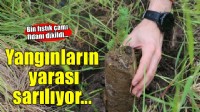 İzmir'de yangınların yarası bin fıstık çamıyla sarıldı