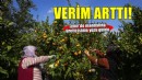 İzmir'in satsuma mandalinasında verim arttı