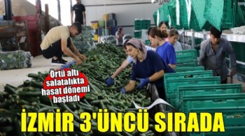 İzmir, örtü altı salatalık üretiminde 3'üncü sırada