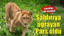 İzmirliler'in adını anketle belirlediği aslan öldü!
