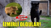Jüliet ve Yumuk da artık İzmirli oldu