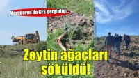Karaburun'da GES gerginliği... Yine zeytin ağaçları söküldü!