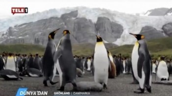 Kayyumun ilk icraatı: TELE1’de penguen belgeseli yayını