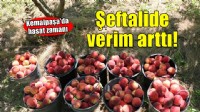 Kemalpaşa'da şeftalide verim arttı!