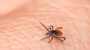 Kene bir can daha aldı! 3 çocuk babası hayatını kaybetti