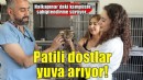 Konak’ın patili dostları ömürlük yuvalarını bekliyor