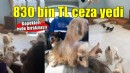Köpekleri evde bırakmıştı... 830 bin TL ceza yedi!