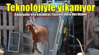 Koyun ve keçiler artık teknolojiyle yıkanıp ilaçlanıyor