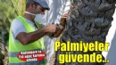 Kültürpark’ın palmiyeleri güvende