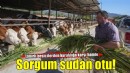 Kuraklık İzmir'deki besicileri sorgum sudan otuna yöneltti