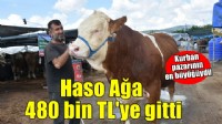 Kurban pazarının en büyüğü 'Haso Ağa', 480 bin TL'den satıldı