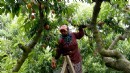 Kuşadası'nda yetişiyor, dünyaya ihraç ediliyor