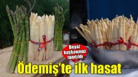 Ödemiş'te beyaz kuşkonmaz üretiminde ilk hasat