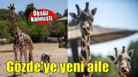Öksüz kalan küçük zebranın yeni ailesi