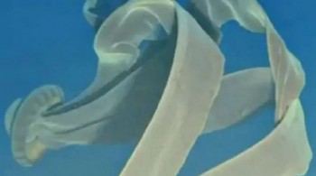 Otobüs büyüklüğünde yeni canlı keşfedildi