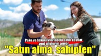 Pako ve bakımevlerindeki patili dostlar yeni ailelerini arıyor