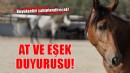 Pako’da bakılan binek hayvanlar sahiplendiriliyor