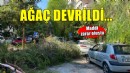 Park halindeki otomobilin üzerine ağaç devrildi