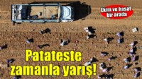 Patates deposu Ödemiş'te hasat ve ekim bir arada