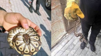 Polisin asayiş kontrolünde cebinden piton çıktı!