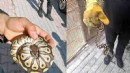 Polisin asayiş kontrolünde cebinden piton çıktı!