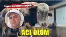 Sattığı dananın boynuz darbeleriyle yaralanan besici, kurtarılamadı