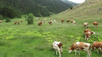 Sayıştay raporu: Belediye ve köylerin topladığı mera gelirleri ıslah için kullanılmadı