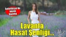 Seferihisar'da Lavanta Hasat Şenliği...