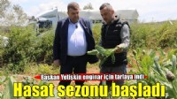 Seferihisar’ın bereketli topraklarında yetişen enginar için hasat sezonu başladı