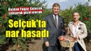 Selçuk'ta nar hasadı... Tugay: 'Gelecek çalışarak güzel olacak'