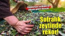 Sofralık zeytin ihracatında rekor kırıldı