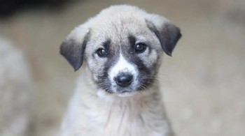 Sokak hayvanlarının toplatılmasına yönelik genelge yargıdan döndü