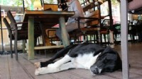 Tartışmalı uygulama tüm restoranlarda zorunlu olacak