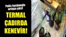 Termal çadırda kenevir yetiştirdiler!